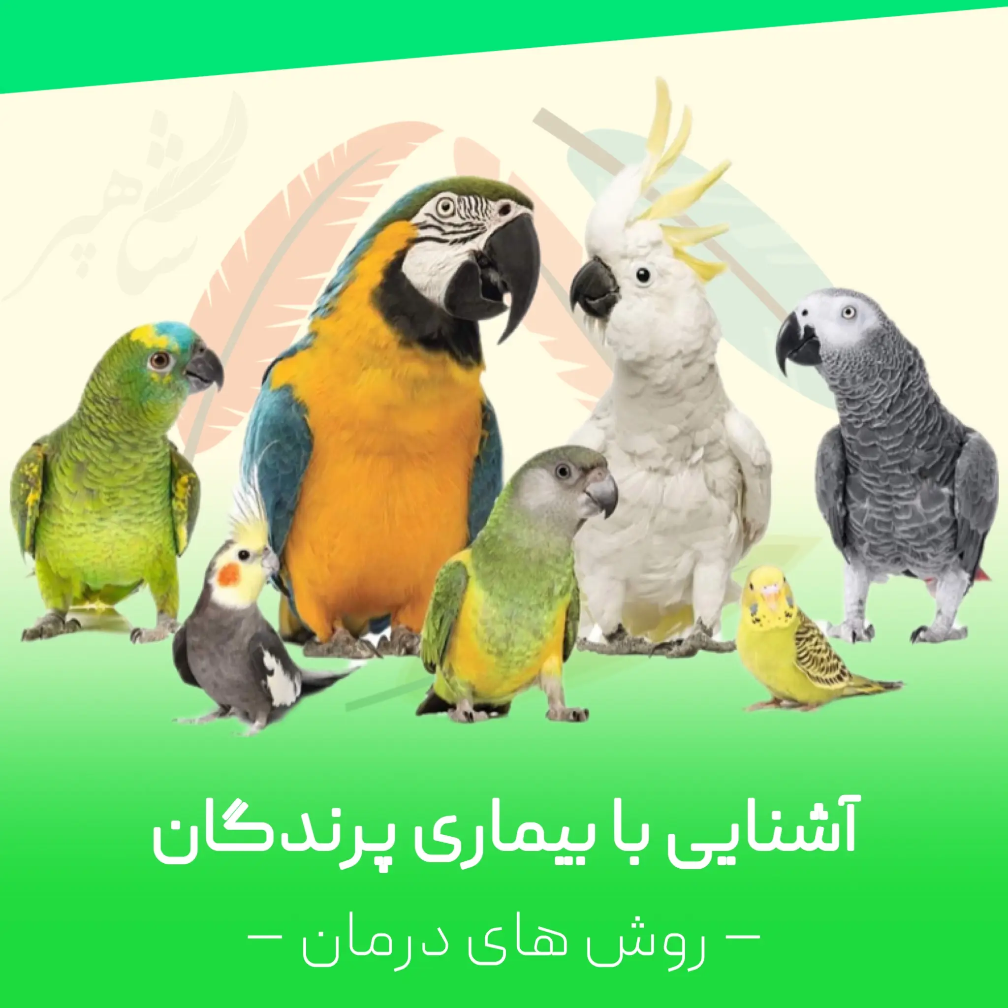 bimari.webp