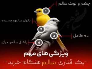 قناری سالم