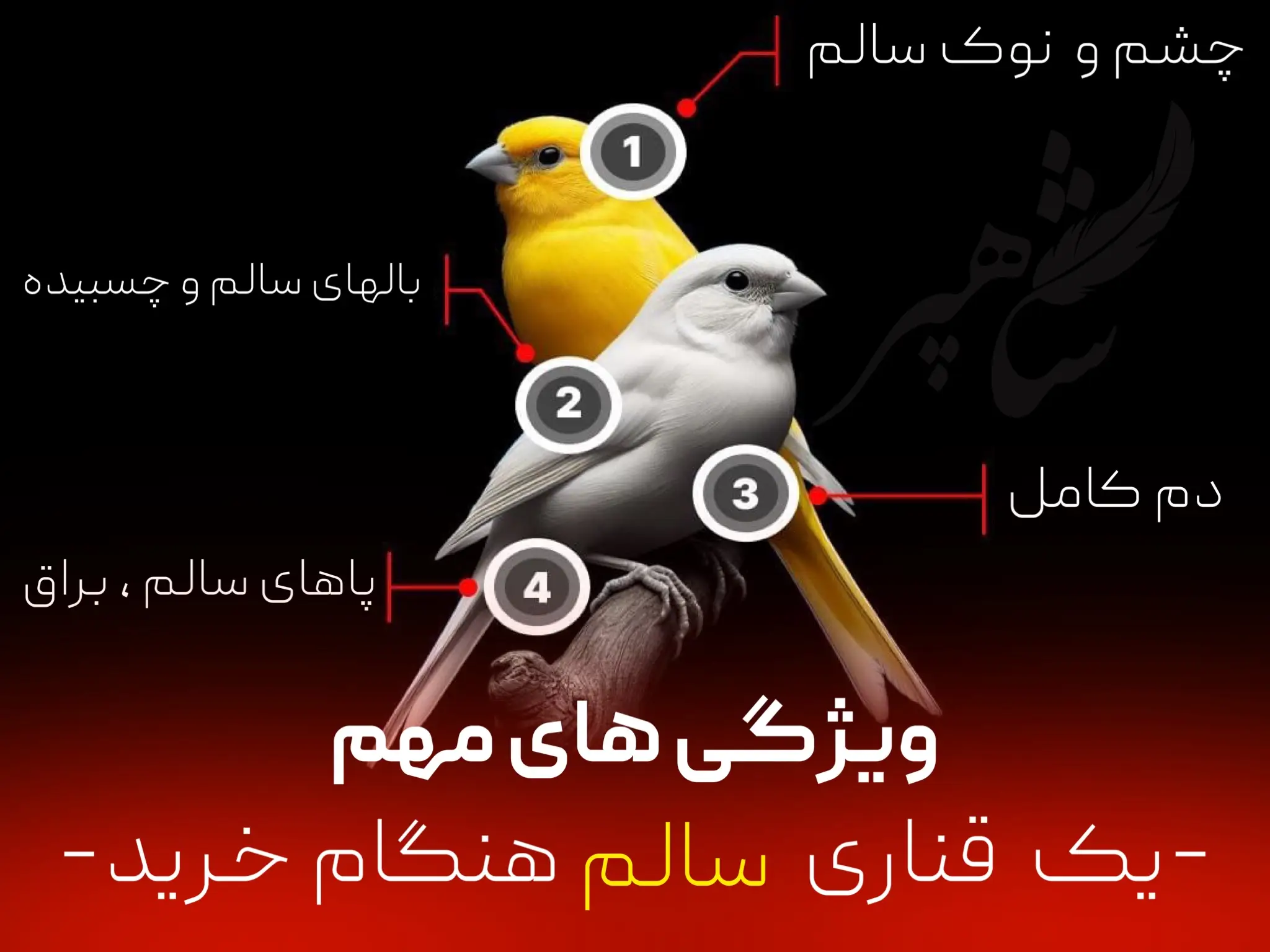 قناری سالم