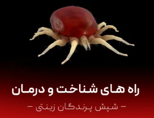 شپش پرنده