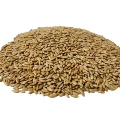 تخم کتان اردبیل