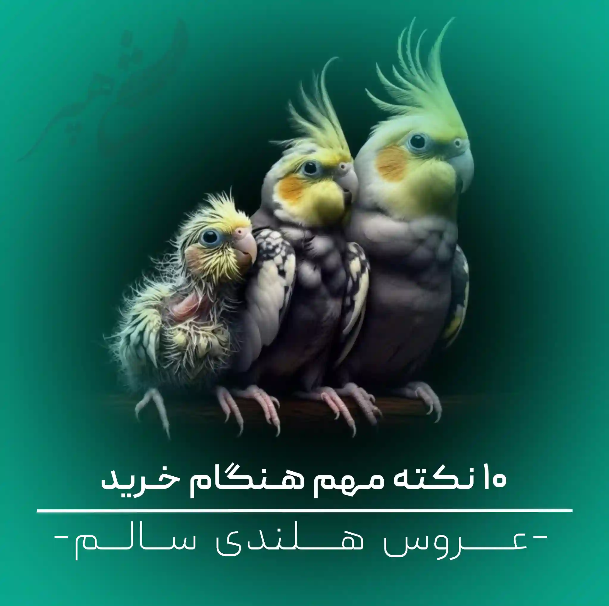 تشخیص عروس هلندی سالم